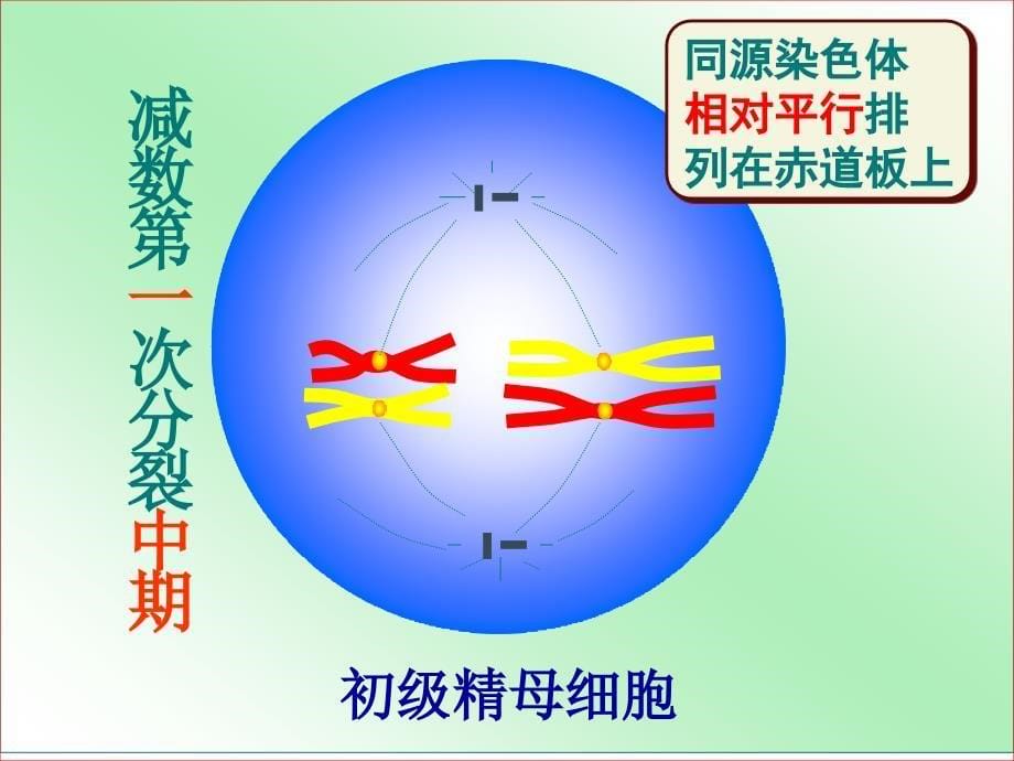 减数分裂和有丝分裂的区别与联系课件_第5页