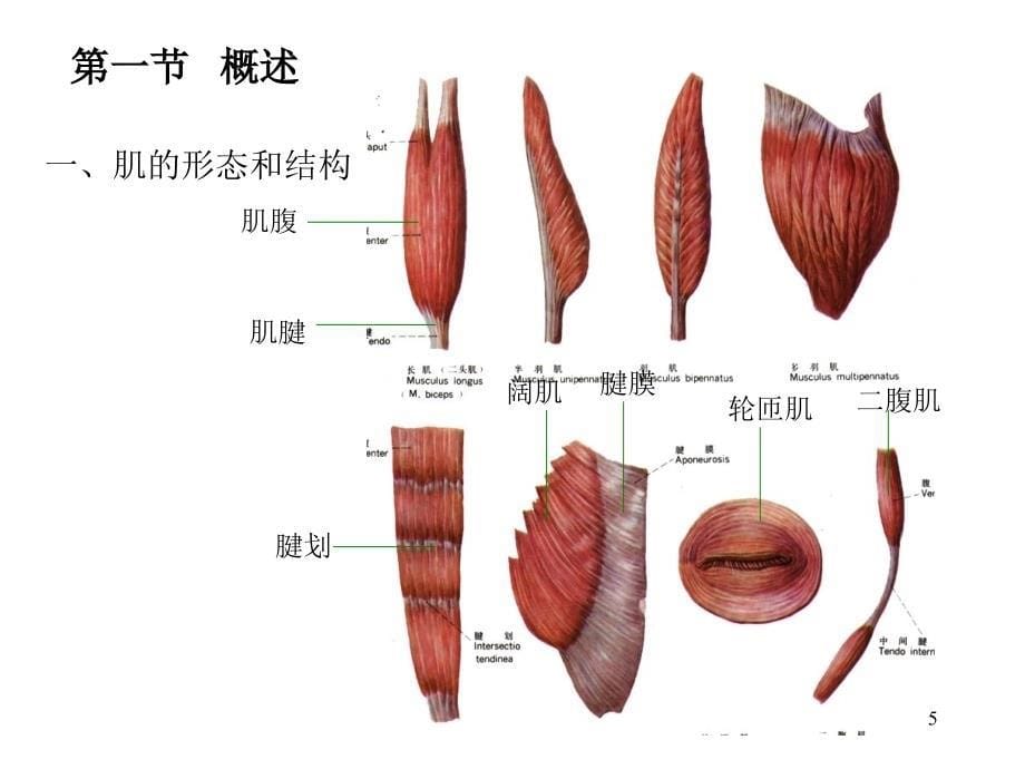 医学课件人体解剖学肌学_第5页