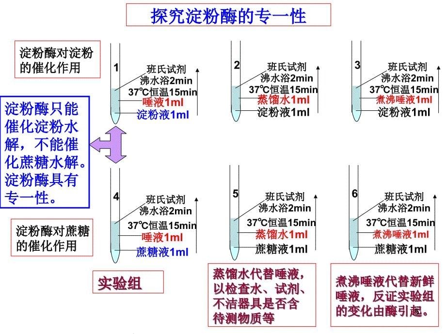 酶分布决定反应场所课件_第5页