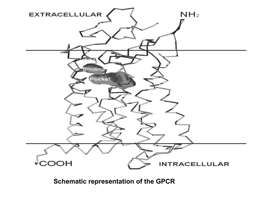 G蛋白耦联受体_第2页