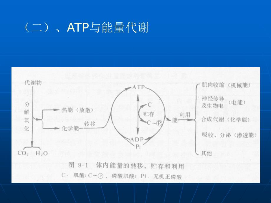 第九章能量代谢与体温调节47_第4页