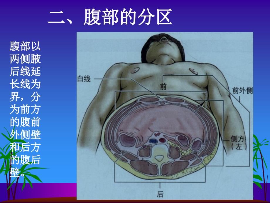 腹部表面解剖_第4页