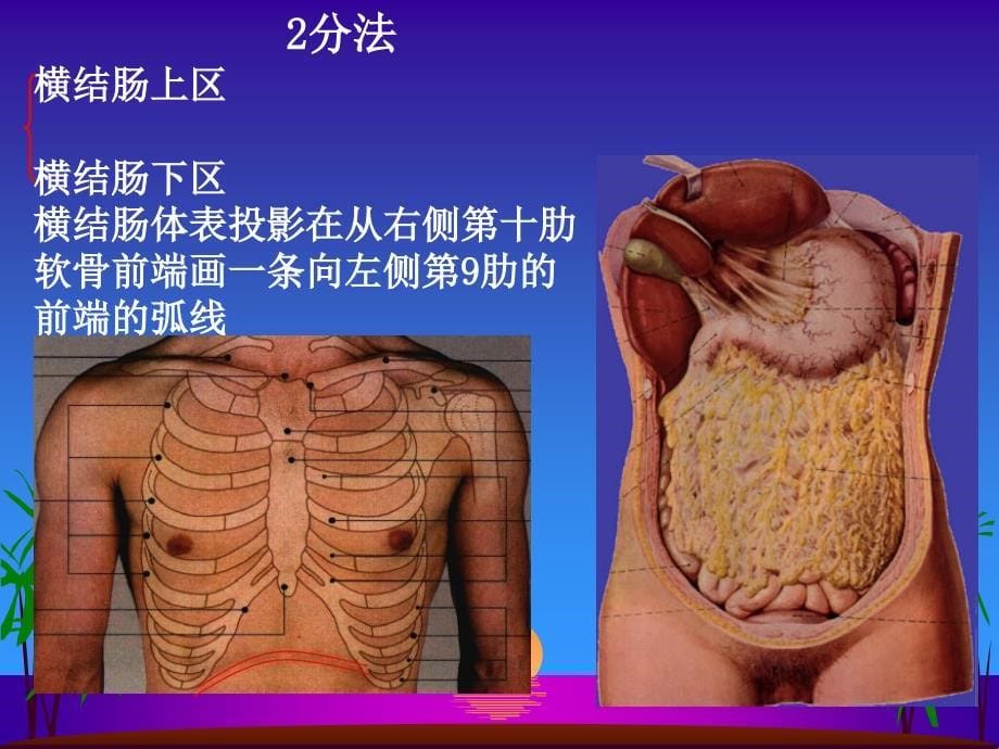 腹部表面解剖_第5页