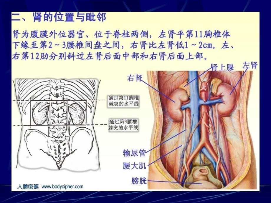 肾切开取石术_第5页