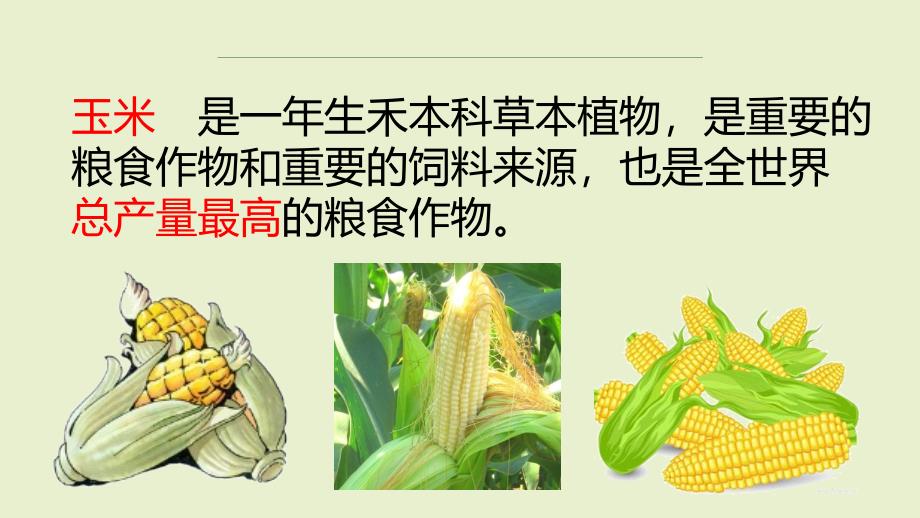 农业植物病理学：玉米大斑病_第2页