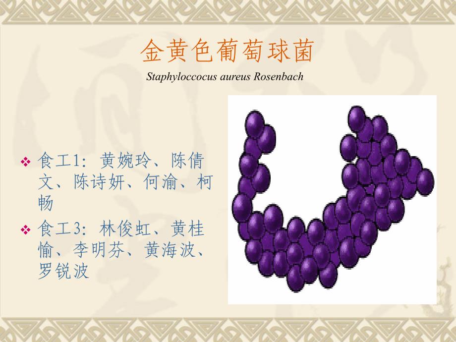 医学金黄色葡萄球菌PPT_第1页