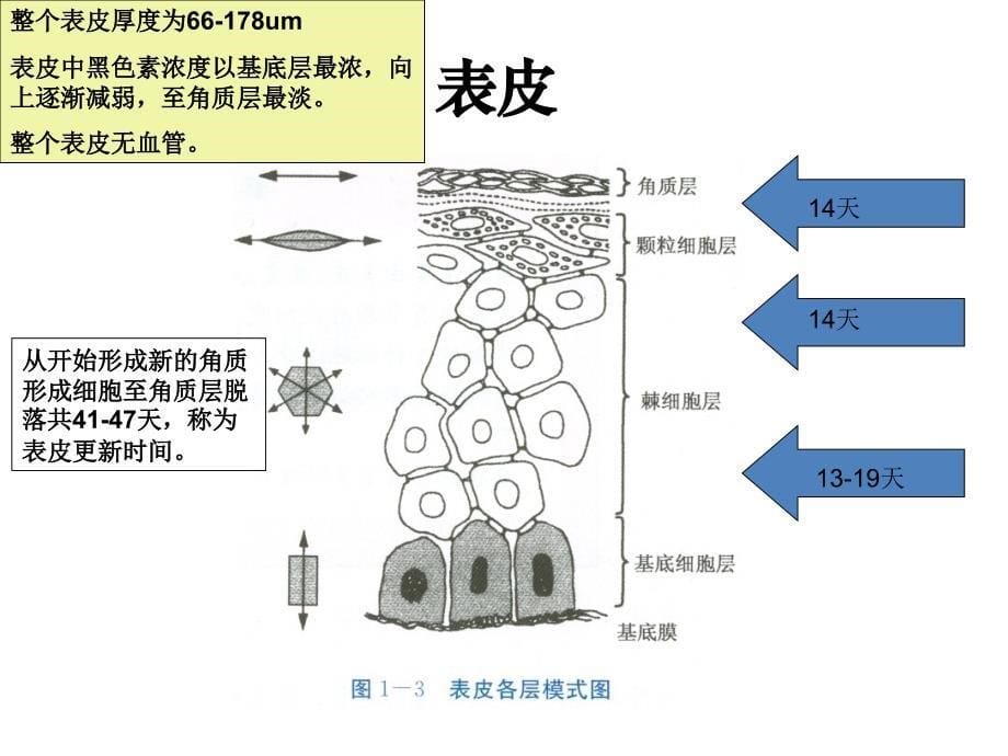 皮肤组织解剖学_第5页