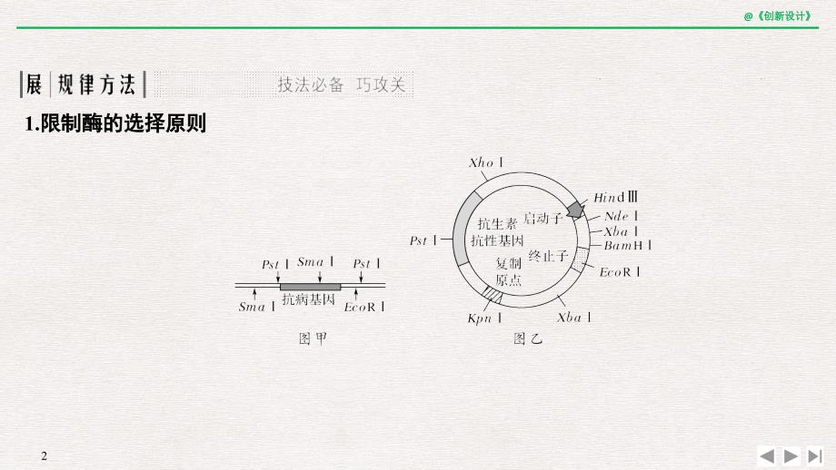 考点加强课6限制酶的选择与目的基因的检测与鉴定_第2页