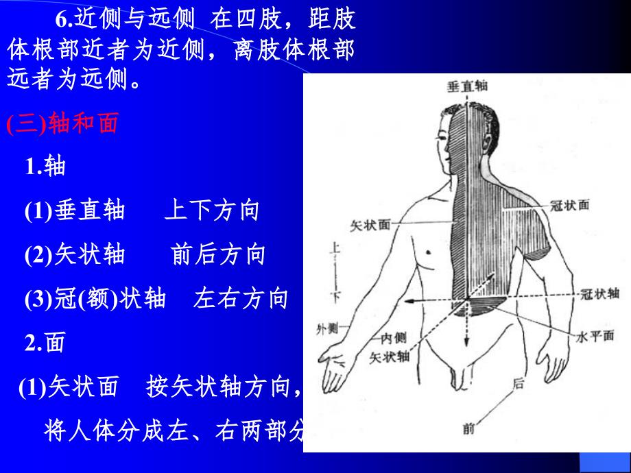 针灸针刀等解剖学基础PPT演示课件_第4页