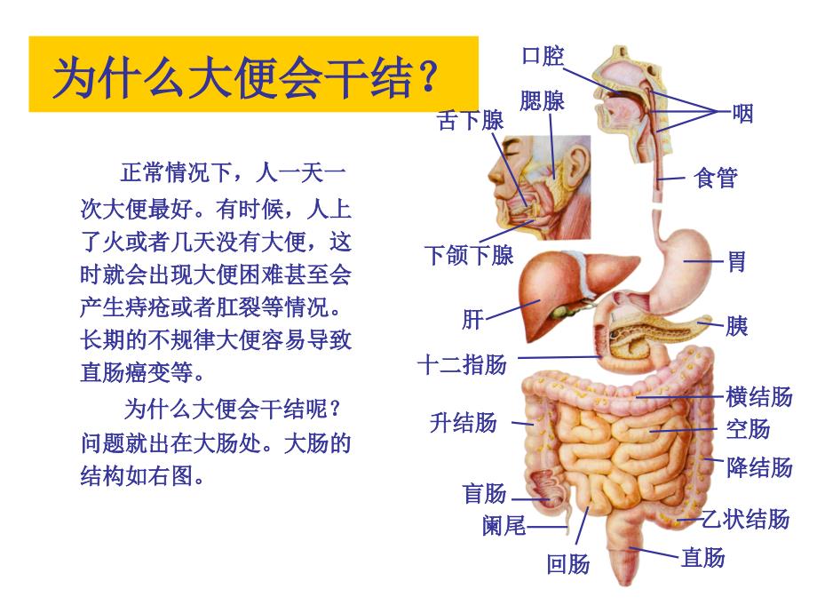 消化系统肝胆胰脾部分课件_第2页