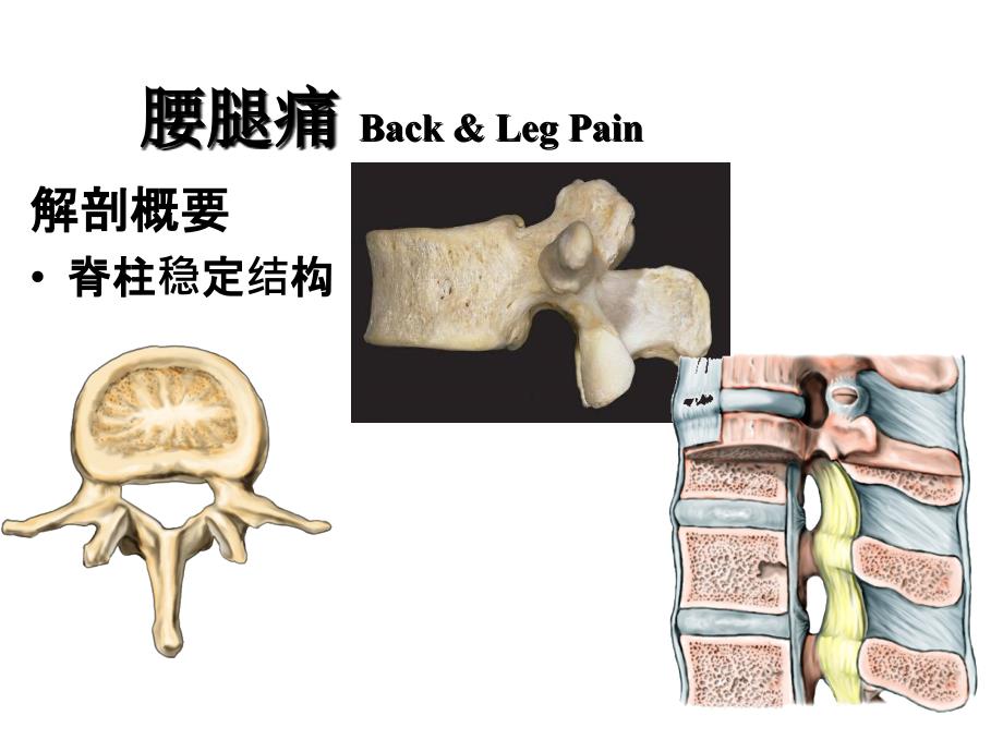 腰腿痛和颈肩痛PPT课件_第3页