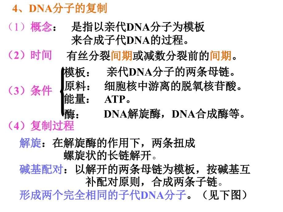 二DNA的结构和复制_第5页