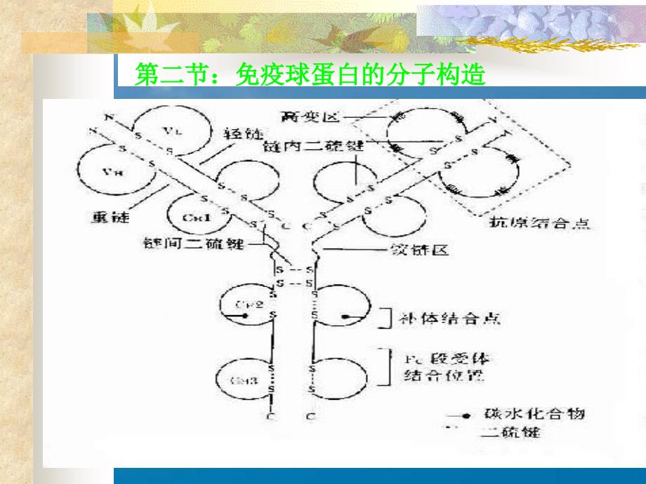 第三章免疫球蛋白ppt课件_第4页