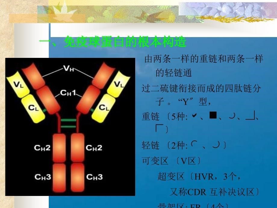 第三章免疫球蛋白ppt课件_第5页