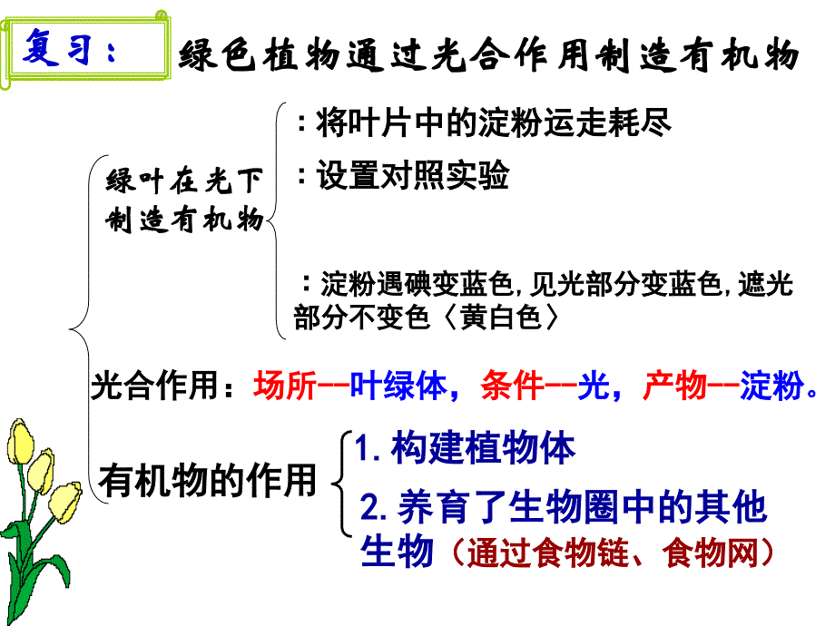 植物利用二氧化碳释放氧气_第1页