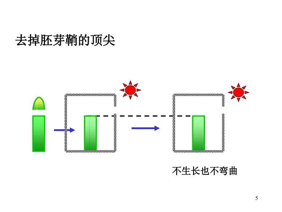 植物生长素的发现_第5页