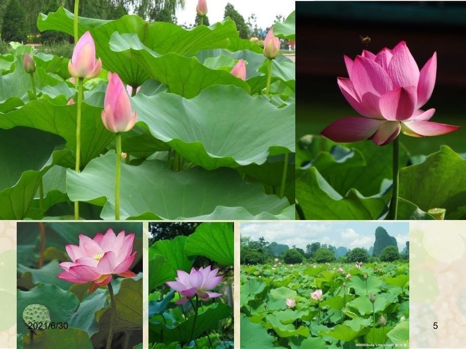 水生植物北方地区常用水生植物_第5页