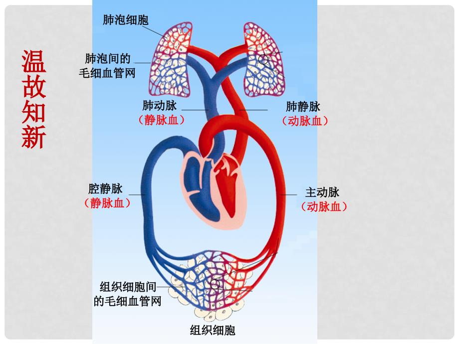 黑龙江省大庆市第三十中学七年级生物下册 10.4 人体内的气体交换课件 （新版）苏教版_第1页