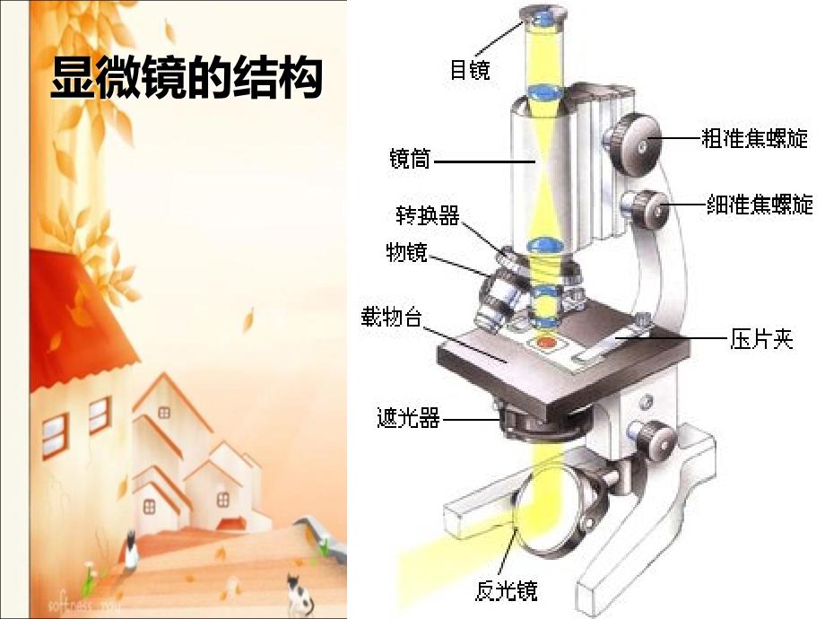 教科版六年级科学下册用显微镜观察身边的生命世界一_第4页