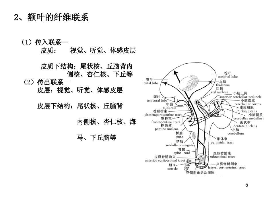 大脑额叶的功能定位优秀课件_第5页