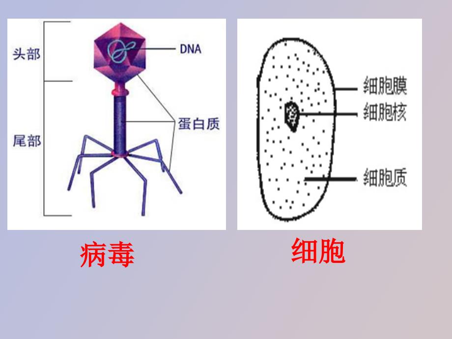 生命活动离不开细胞_第3页