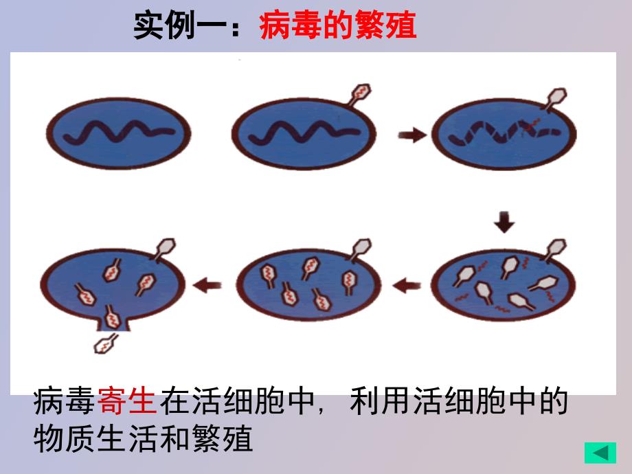 生命活动离不开细胞_第4页