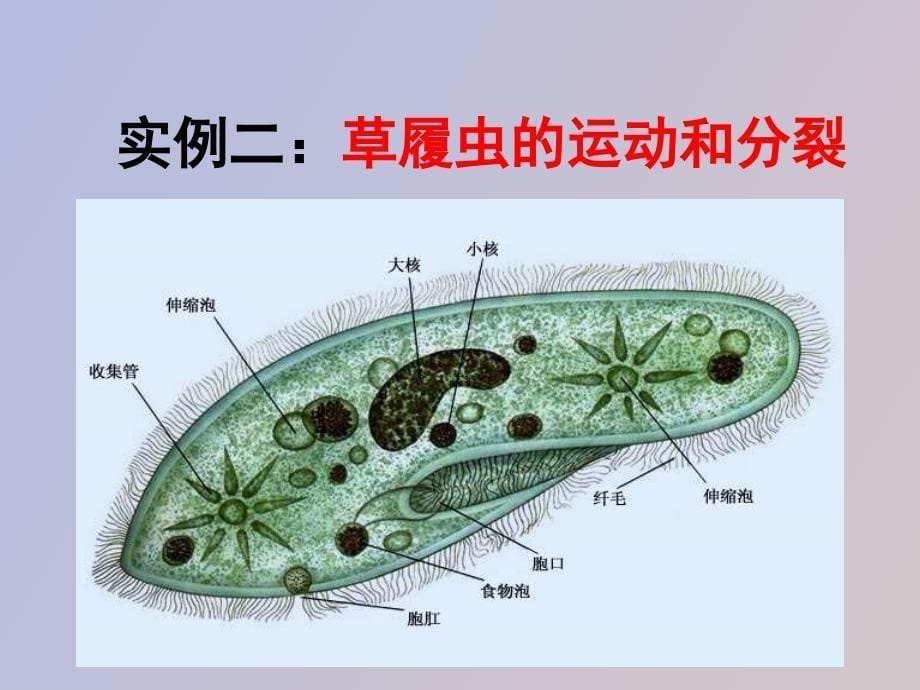 生命活动离不开细胞_第5页