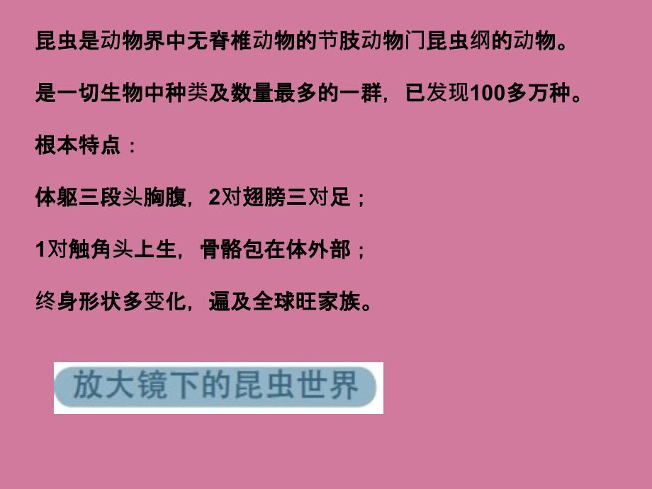 六年级下册科学放大镜下的昆虫世界ppt课件_第3页