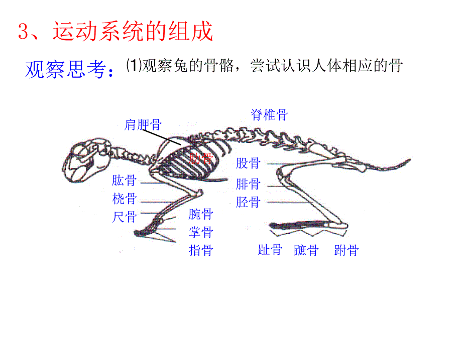 第二章动物的运动和行为第一节动物的运动_第4页