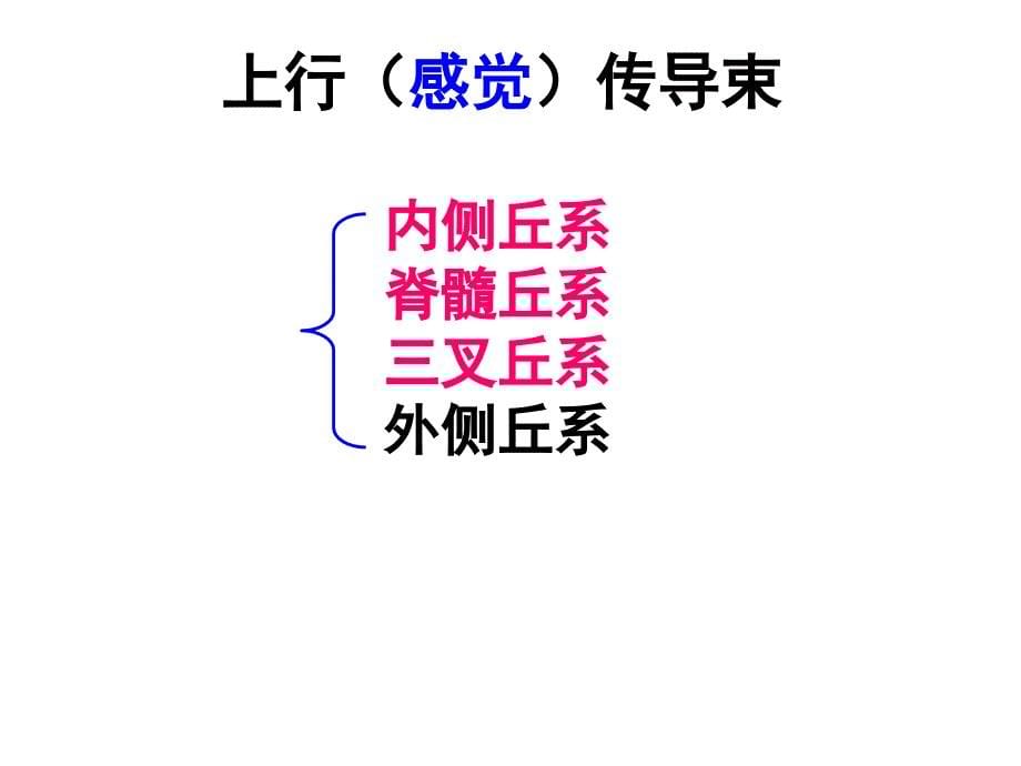 《系统解剖学》教学课件：脑干白质_第5页