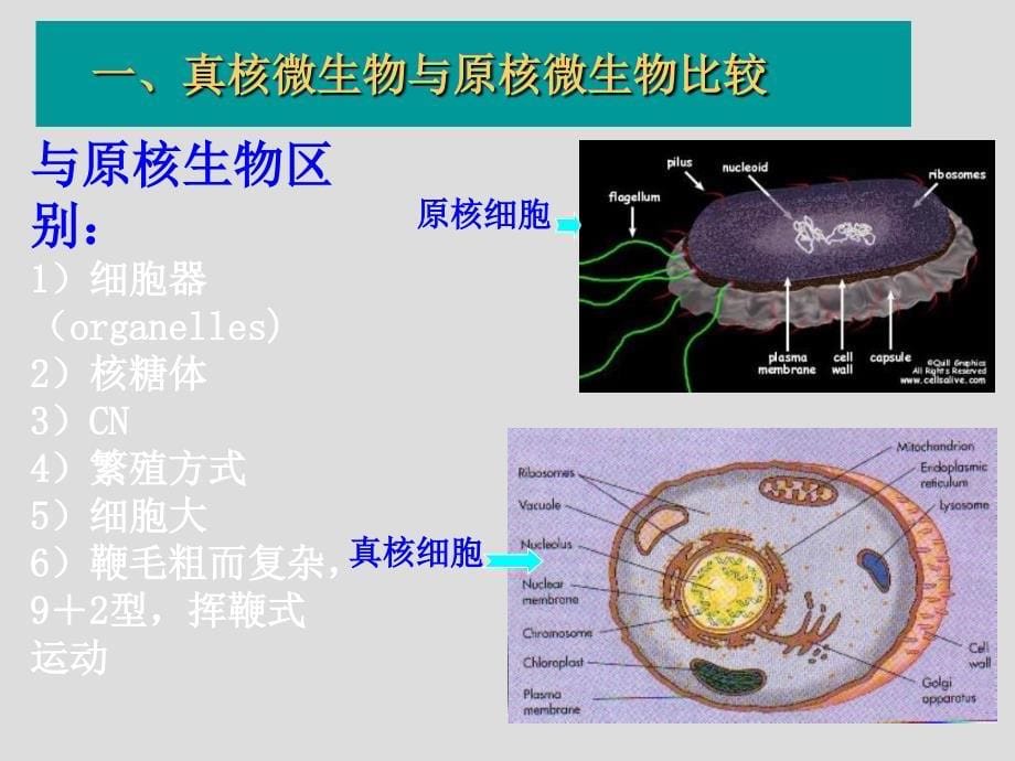 真核微生物形态、构造与功能1刘_第5页