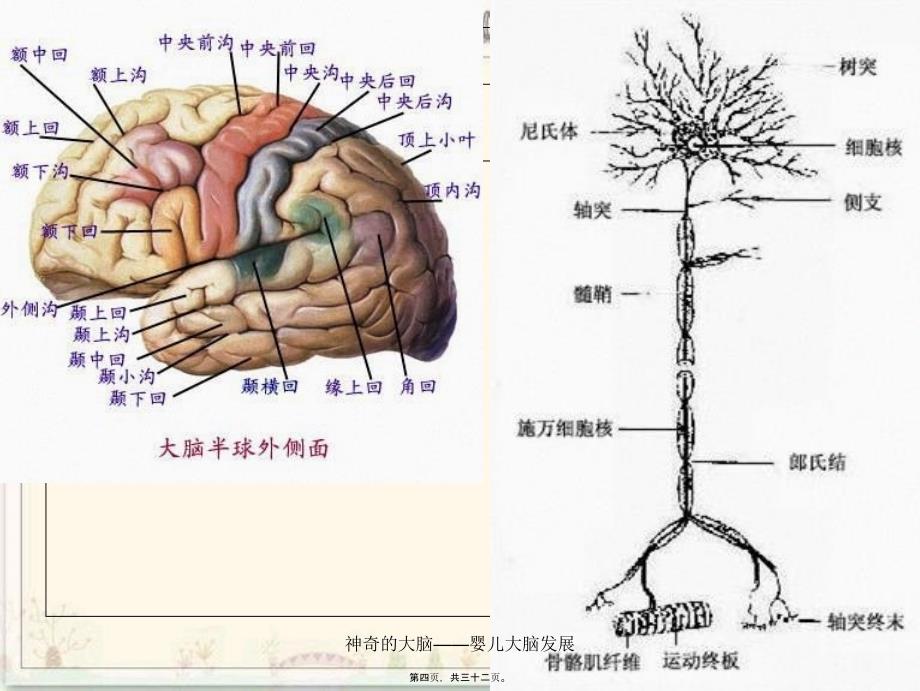 神奇的大脑——婴儿大脑发展课件_第4页