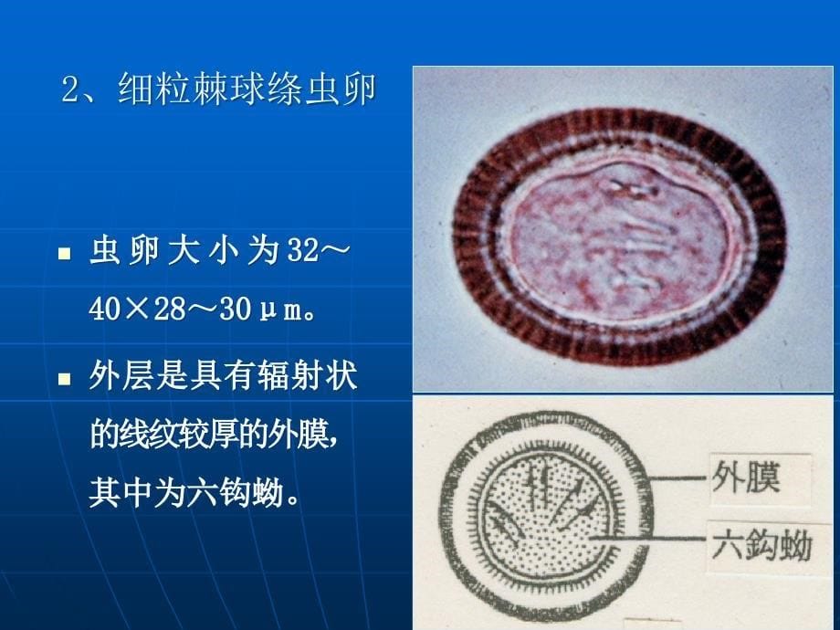 13-犬猫常见绦虫_第5页