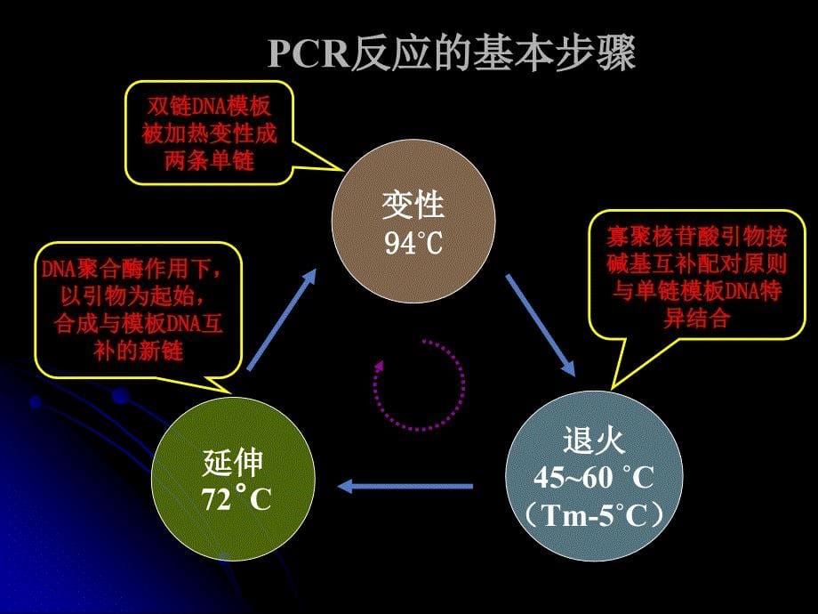 1常规PCR实验_第5页