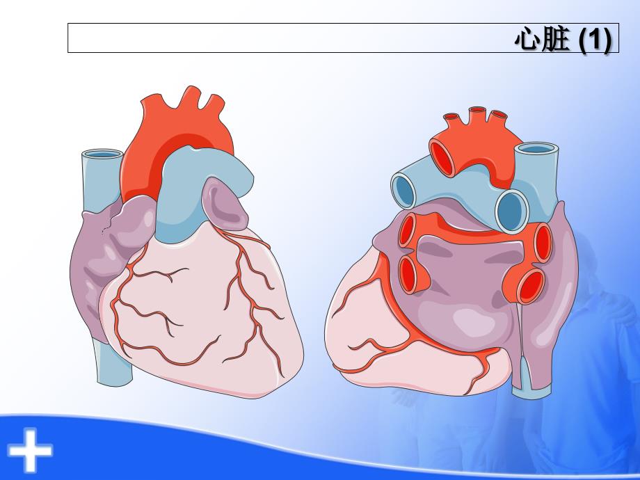 心脏解剖及生理_第2页