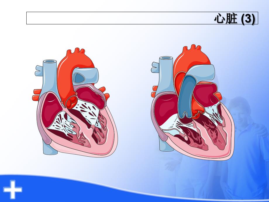 心脏解剖及生理_第4页