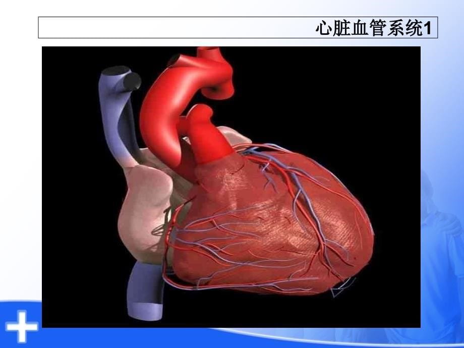 心脏解剖及生理_第5页