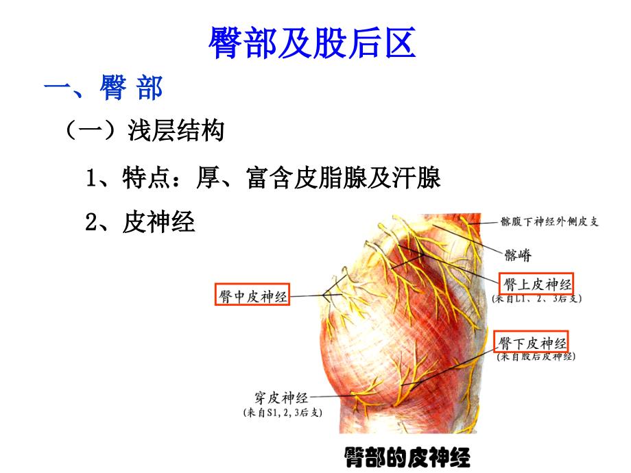 《局部解剖学 》教学课件：11_臀部及股后区_第1页