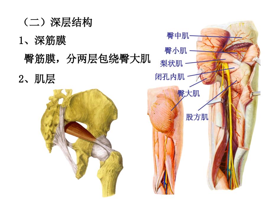 《局部解剖学 》教学课件：11_臀部及股后区_第2页