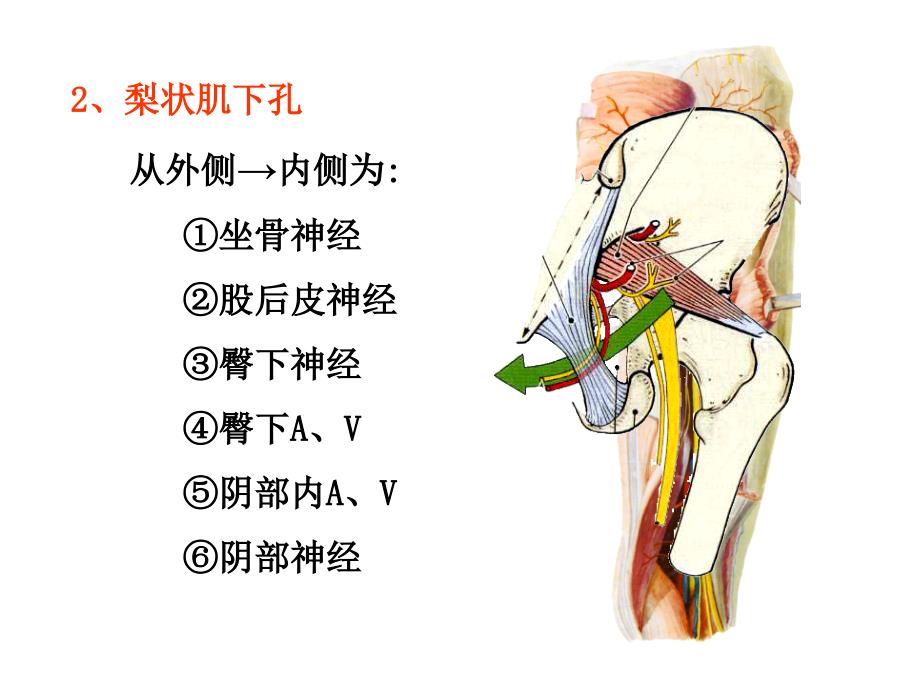 《局部解剖学 》教学课件：11_臀部及股后区_第4页