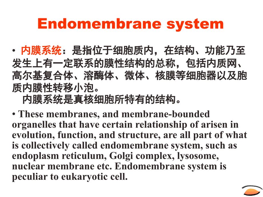 内膜系统ERG课件_第2页