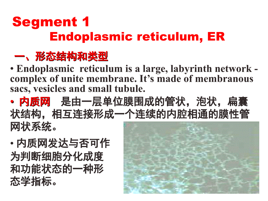 内膜系统ERG课件_第4页