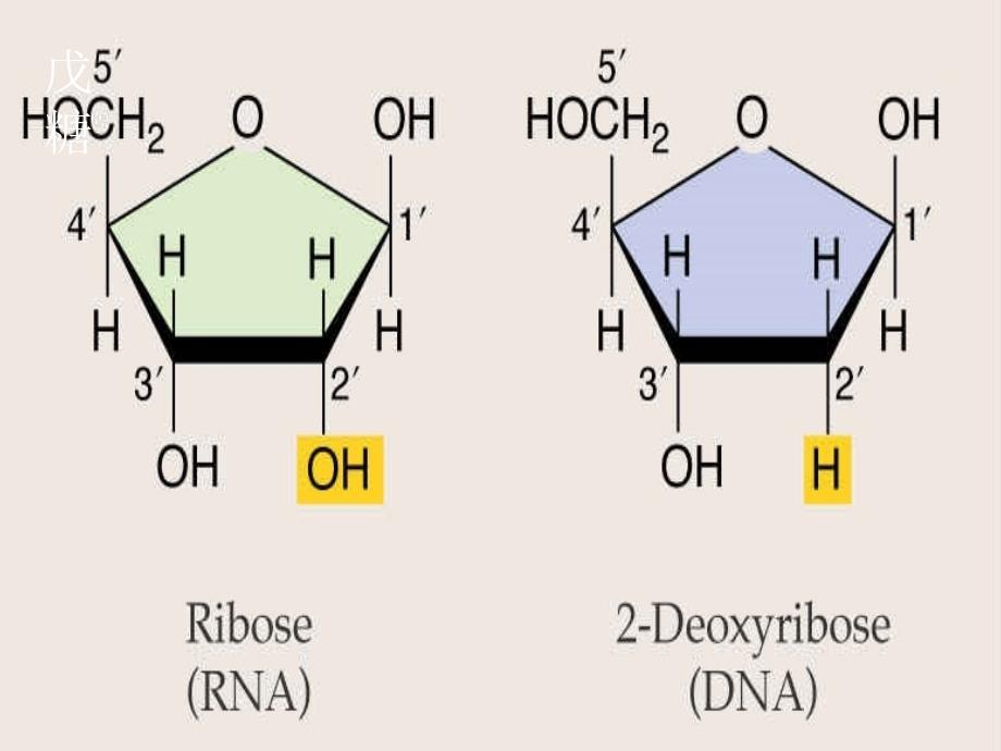 天津外院附校整理高中生物全套课件人教版必修二232DNA的分子结构_第3页