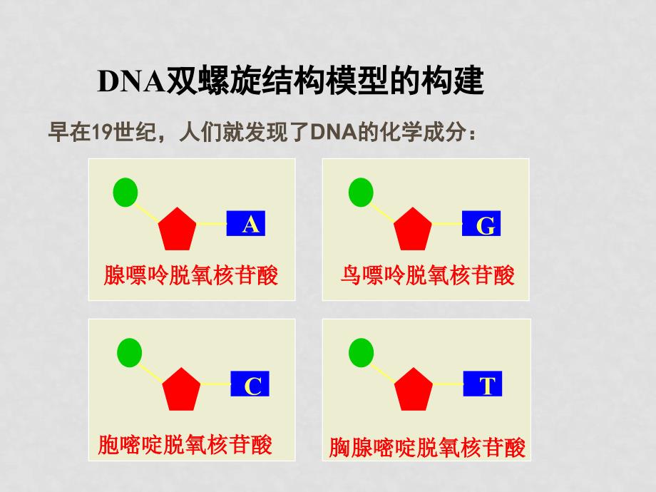 天津外院附校整理高中生物全套课件人教版必修二232DNA的分子结构_第4页