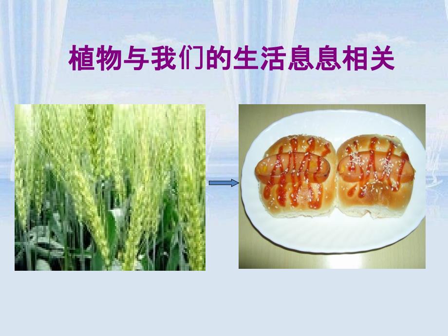 第八节生物多样性的意义_第4页