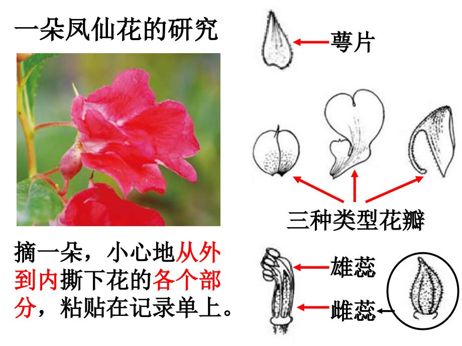 三年级下册科学课件1.6开花了结果了 教科版(共9张PPT)教学文档_第4页