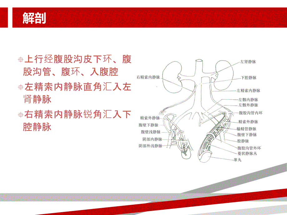 精索静脉曲张诊疗指南课件_第4页