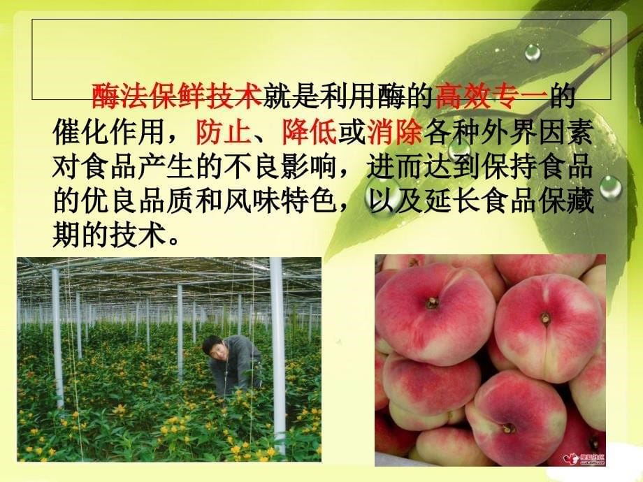 酶在食品中的应用.ppt_第5页