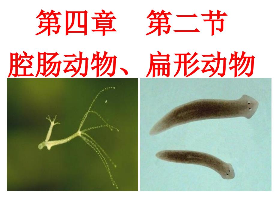 冀教版七年级生物上册第四章第二节 腔肠动物和扁形动物公开课_第1页