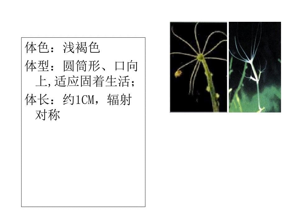 冀教版七年级生物上册第四章第二节 腔肠动物和扁形动物公开课_第5页